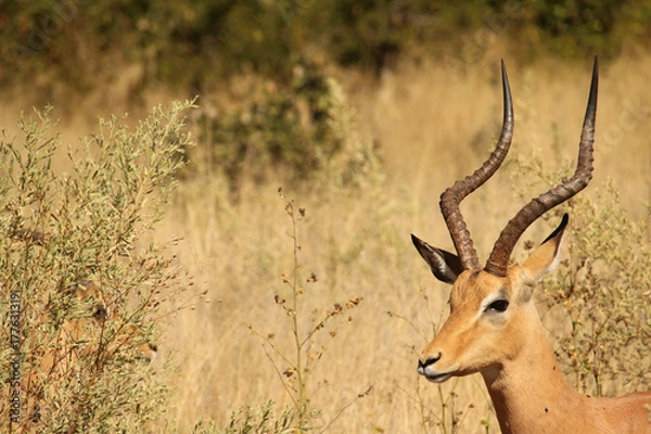 Fototapeta Springbock