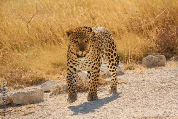 Fototapeta Leopard im Etosha