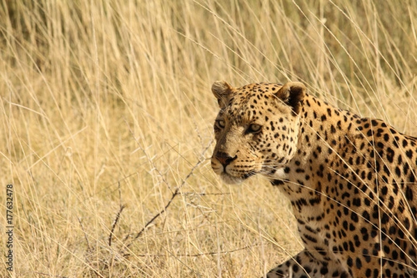 Fototapeta Leopard im Etosha