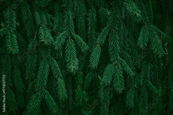 Fototapeta Green branches of a spruce tree close-up. Natural green Christmas tree background.