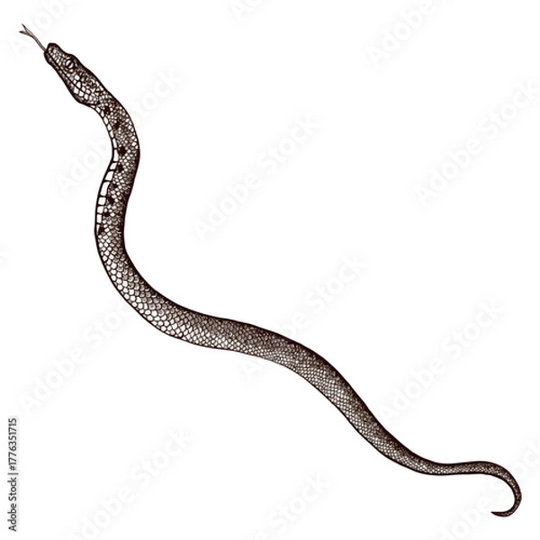 Obraz Realistic graphic style image of a snake. Vector illustration.