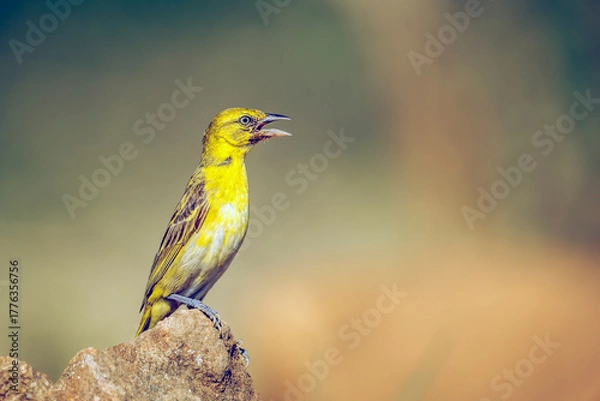 Fototapeta Lesser Masked Weaver female singing on a rock in Greater Kruger National park, South Africa ; Specie Ploceus intermedius family of Ploceidae