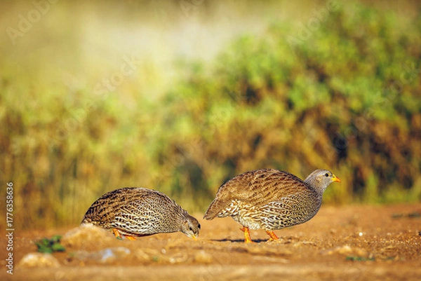 Fototapeta Two Natal francolin eating in morning light in Greater Kruger National park, South Africa ; Specie Pternistis natalensis family of Phasianidae