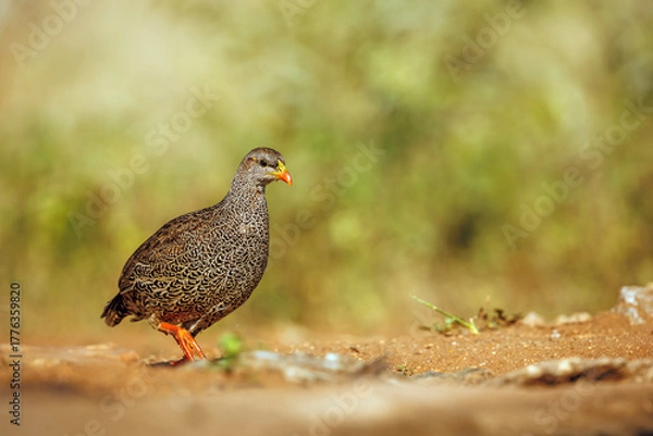 Obraz Natal francolin walking isolated in natural background in Greater Kruger National park, South Africa ; Specie Pternistis natalensis family of Phasianidae