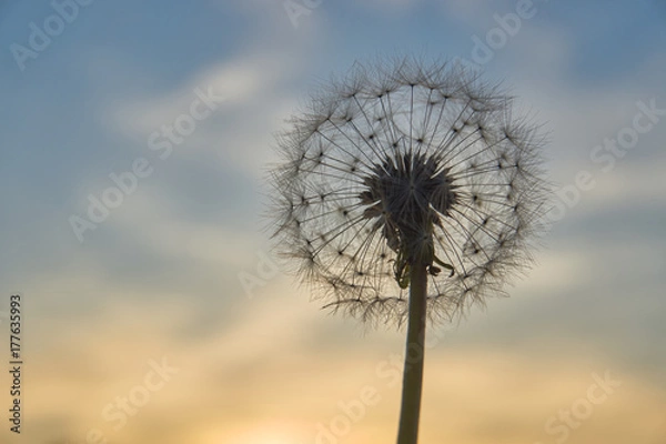 Fototapeta dandelion 