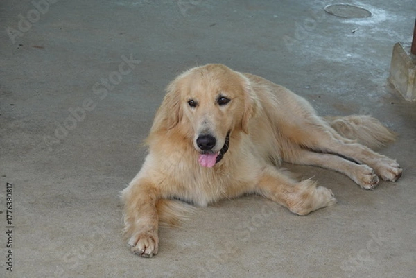 Obraz ゴールデンリトリバー