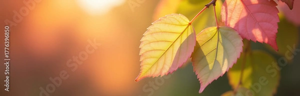 Obraz delicate transparent leaves soft pink lime green hues vibrant autumnal background warm sunlight casting