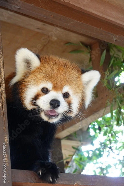 Obraz レッサーパンダ