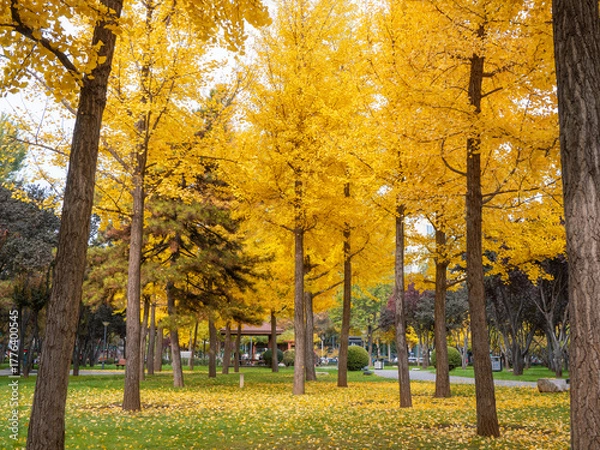 Fototapeta The charming ginkgo forest in autumn