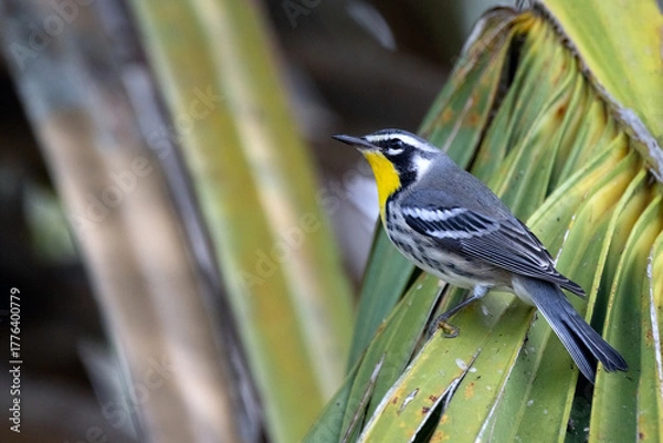 Fototapeta A beautiful yellow-throated warbler on a cabbage palm in southwest Florida (Setophaga dominica). 