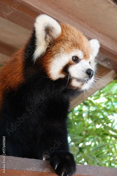 Obraz レッサーパンダ