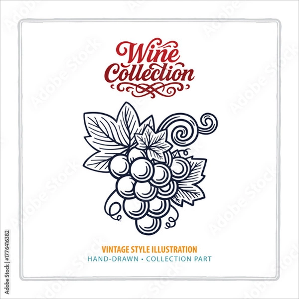 Fototapeta Hand-drawn vintage grape bunch with detailed leaves and curls. Elegant grape line illustration in classic engraving style. Perfect for wine label, packaging, and vineyard branding. Part of set.