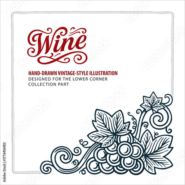 Obraz Hand-drawn grape cluster with detailed leaves and curling vines, designed for the lower corner. Elegant engraving-style vintage illustration. Perfect for wine labels and menus. Part of set.
