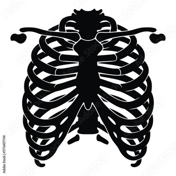 Fototapeta Human rib cage anatomical silhouette vector illustration for medical, science, health, and skeletal system concepts. stylized black diagram on isolated background.