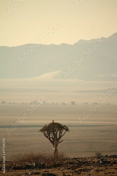 Fototapeta Köcherbaum Namibia