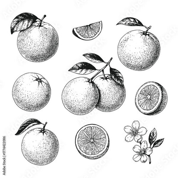 Obraz Hand-drawn orange fruit vector set with slices and blossoms in black and white, ideal for packaging, labels, or botanical prints.
