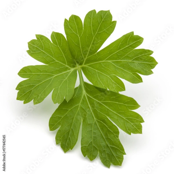 Fototapeta Fresh parsley herb leaves  isolated on white background