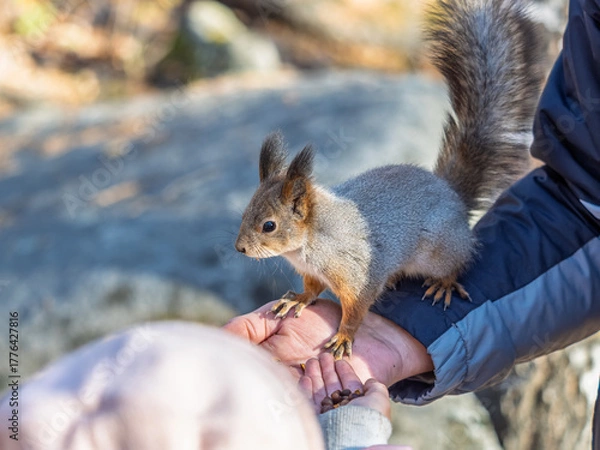 Obraz A squirrel in the spring or autumn eats nuts from a human hand. Eurasian red squirrel, Sciurus vulgaris