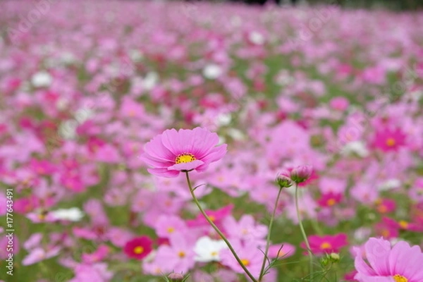 Fototapeta コスモス