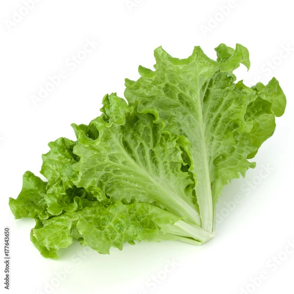 Fototapeta fresh green lettuce salad leaves isolated on white background