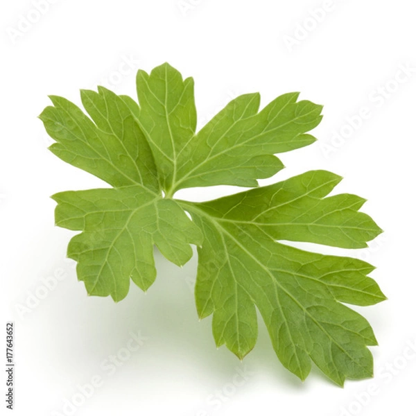 Fototapeta Fresh parsley herb leaves  isolated on white background