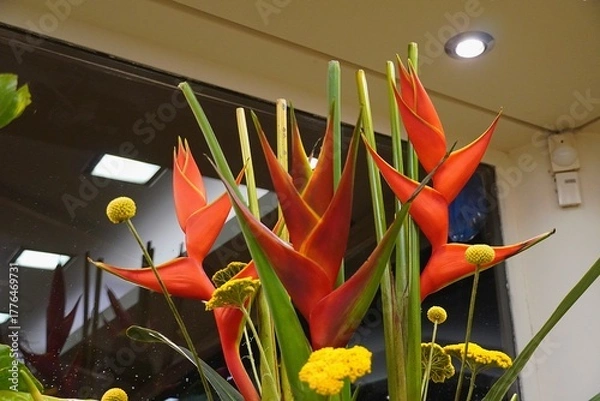 Obraz Heliconia, or false bird of paradise flowers in a florist shop in Glyfada, Greece