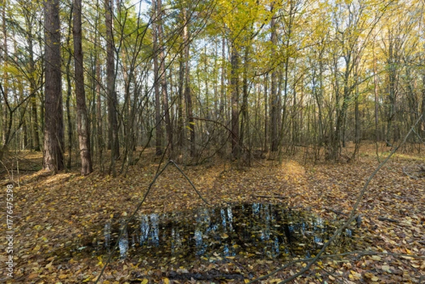 Fototapeta Reflection in a puddle of an autumn forest