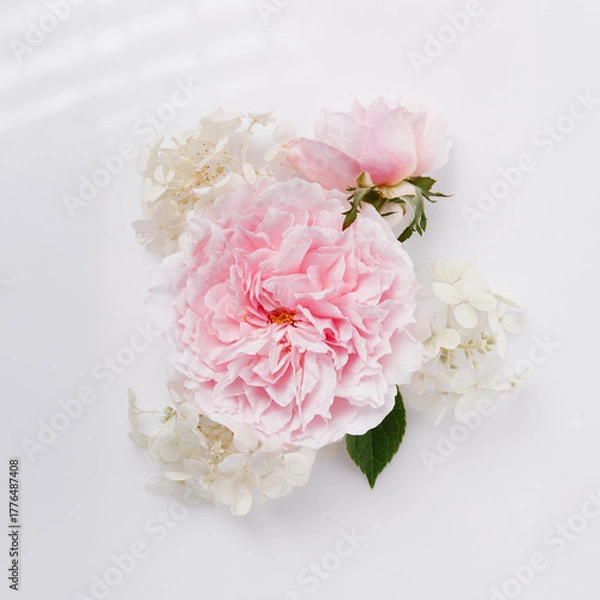 Fototapeta Square minimal design for branding, spa, wedding, greeting card, romantic botanical flat lay. Pink garden rose with white hydrangea on white background, soft pastel floral composition