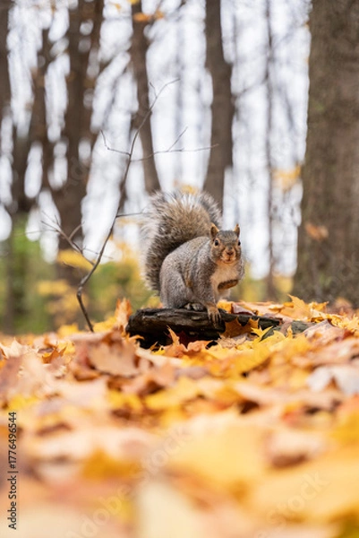 Obraz squirrel in autumn