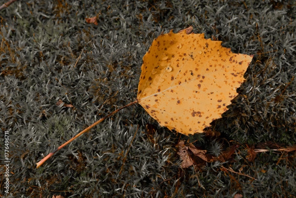 Obraz tea leaves on the ground