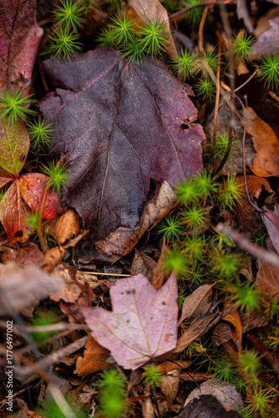 Obraz fallen autumn leaves