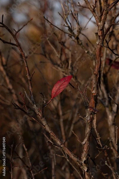 Obraz red autumn leaves