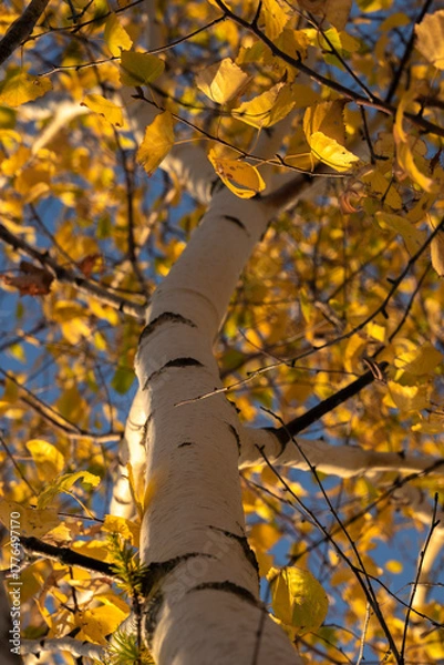 Obraz yellow maple leaves