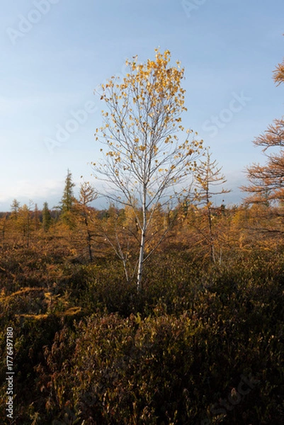 Obraz autumn in the forest
