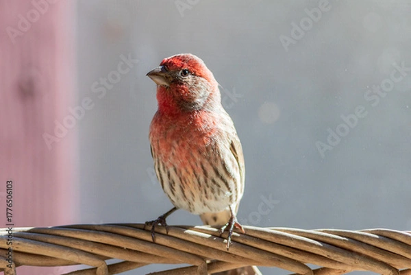 Obraz house finch perching