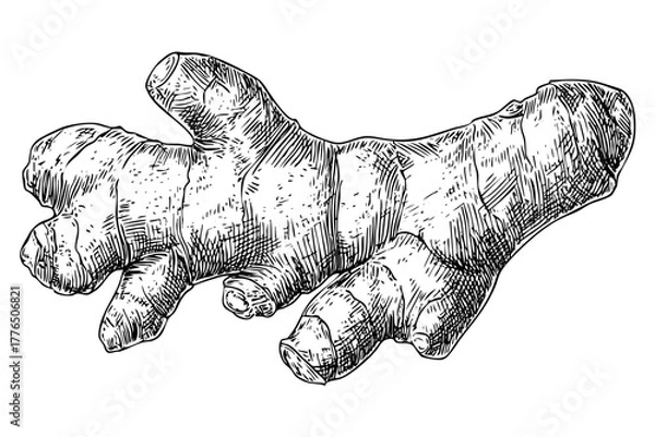 Fototapeta One ginger root illustration with botanical sketch style. Monochrome engraved ginger spice. Healthy food ingredient vector.