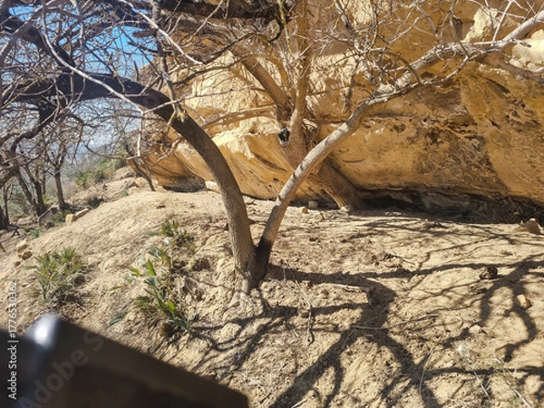 Fototapeta A tree growing under a huge rock on a sunny mountain slope