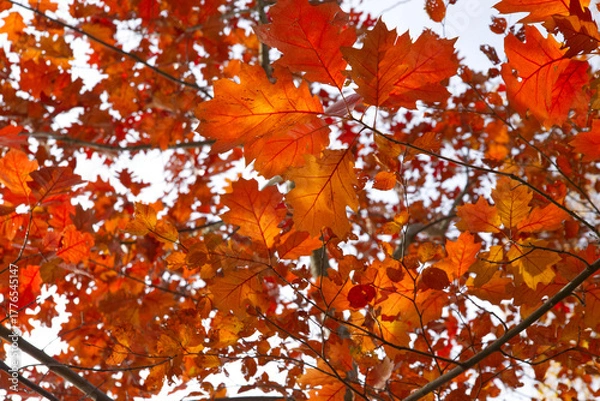 Obraz autumn leaves in the sun