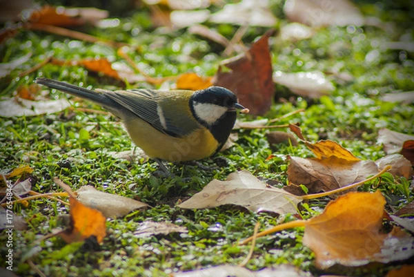 Obraz a great tit is on the grass