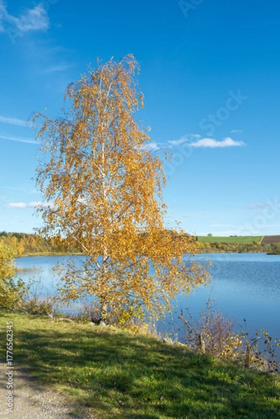 Fototapeta Betula pendula Sandbirke am Ufer des Drachensees bei Furth im Wald im Spätherbst