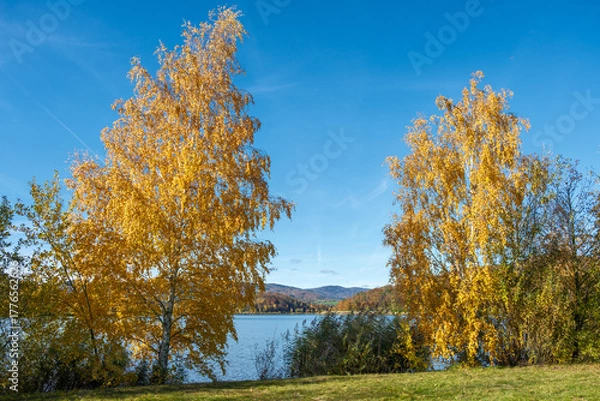 Fototapeta Betula pendula Sandbirke am Ufer des Drachensees bei Furth im Wald im Spätherbst