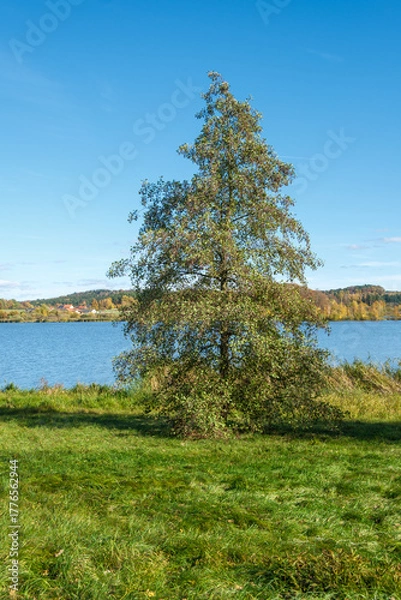 Fototapeta Alnus glutinosa Schwarz-Erle am Ufer des Drachensees bei Furth im Wald im Spätherbst