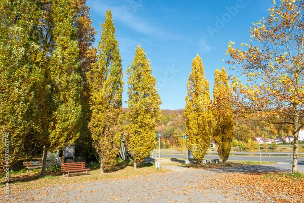 Fototapeta Quercus robur Fastigiata Säulen-Eiche an einem Wanderparkplatz am Ufer des Drachensees bei Furth im Wald im Spätherbst