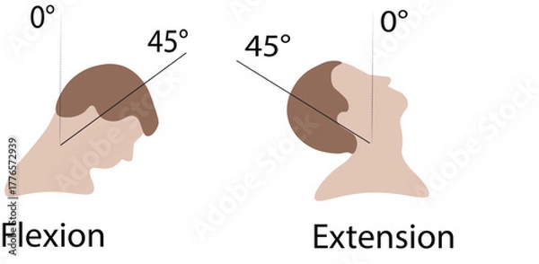 Fototapeta Cervical Spine Range of Motion – Flexion and Extension with End-Range Positions | Medical Anatomy Illustration