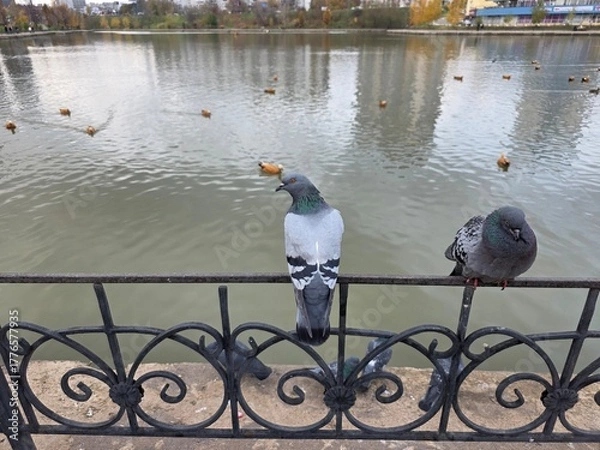 Fototapeta Pigeons Resting on Ornamental Railing by Lake. Two pigeons perched on a decorative metal railing beside a calm city lake with ducks swimming in the background