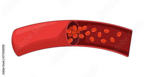 Obraz Human artery cross-section with red blood cells 2D vector illustration. Internal circulation. Erythrocytes flowing through vessel flat object isolated on white background. Colorful cartoon image