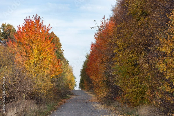 Fototapeta Empty autumn road with trees