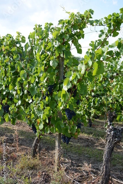Fototapeta Vigne