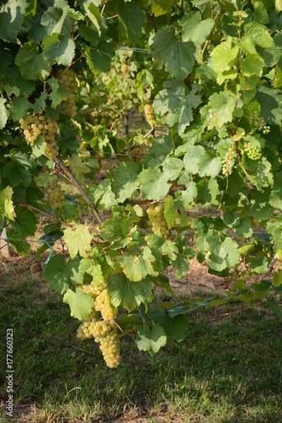 Obraz Vignes de raisin blanc