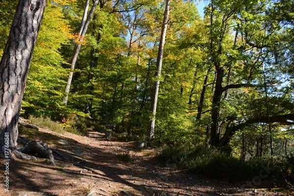 Obraz Promenade en forêt